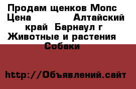 Продам щенков Мопс › Цена ­ 10 000 - Алтайский край, Барнаул г. Животные и растения » Собаки   